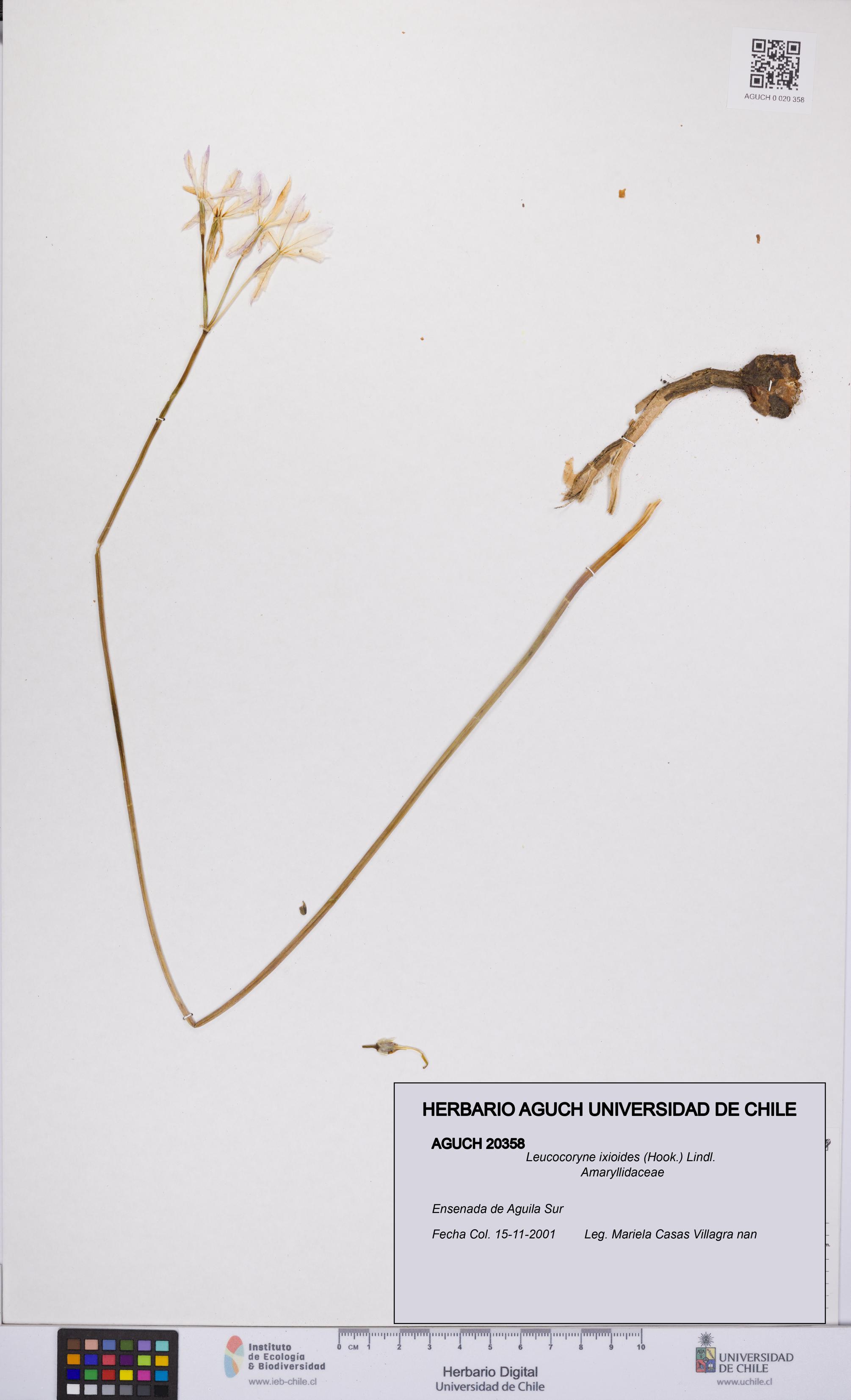 Leucocoryne ixioides [Espécimen: UCH:AGUCH:0020358]