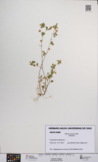 Trifolium dubium [Espécimen: UCH:AGUCH:0020360]