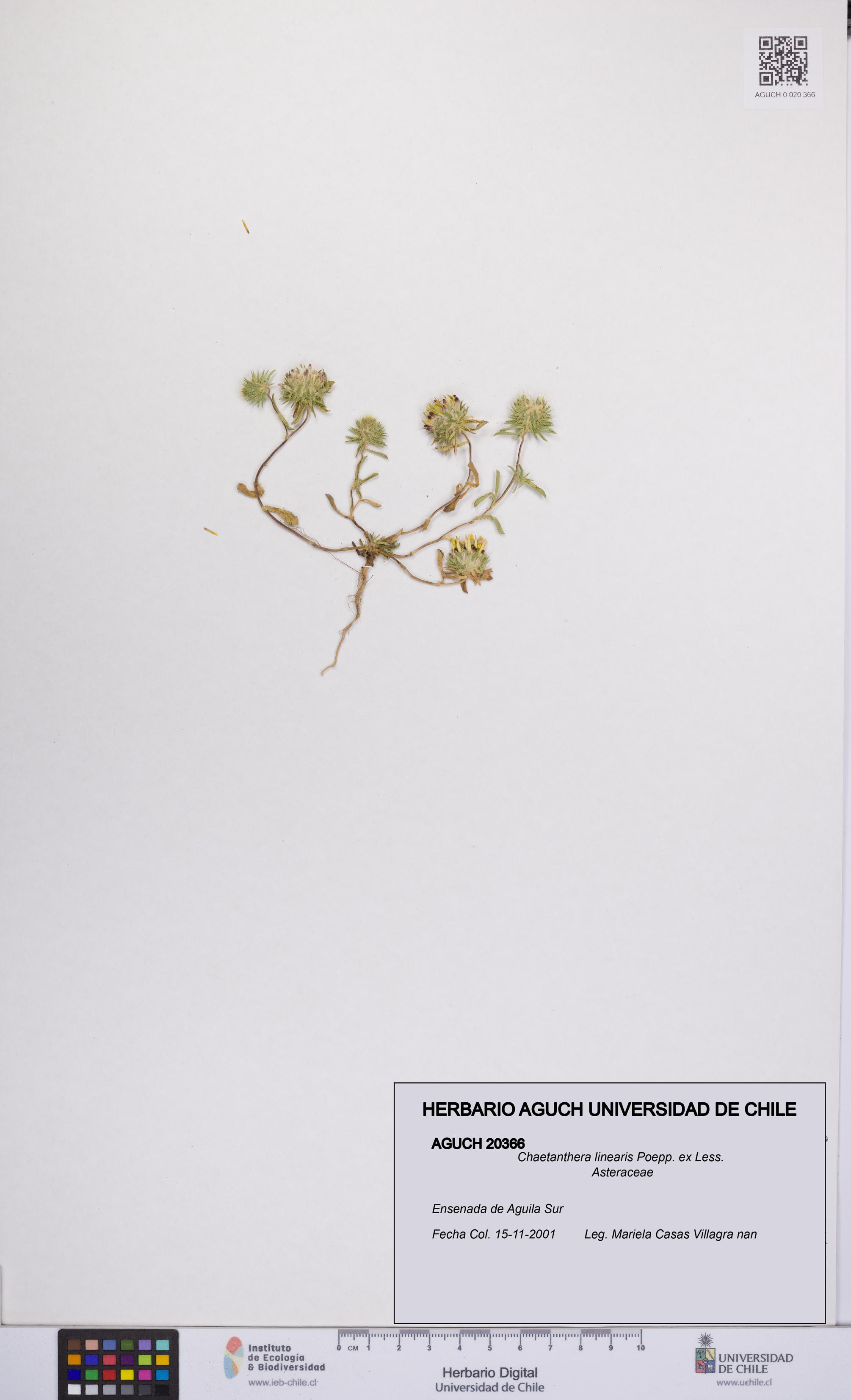 Chaetanthera linearis [Espécimen: UCH:AGUCH:0020366]