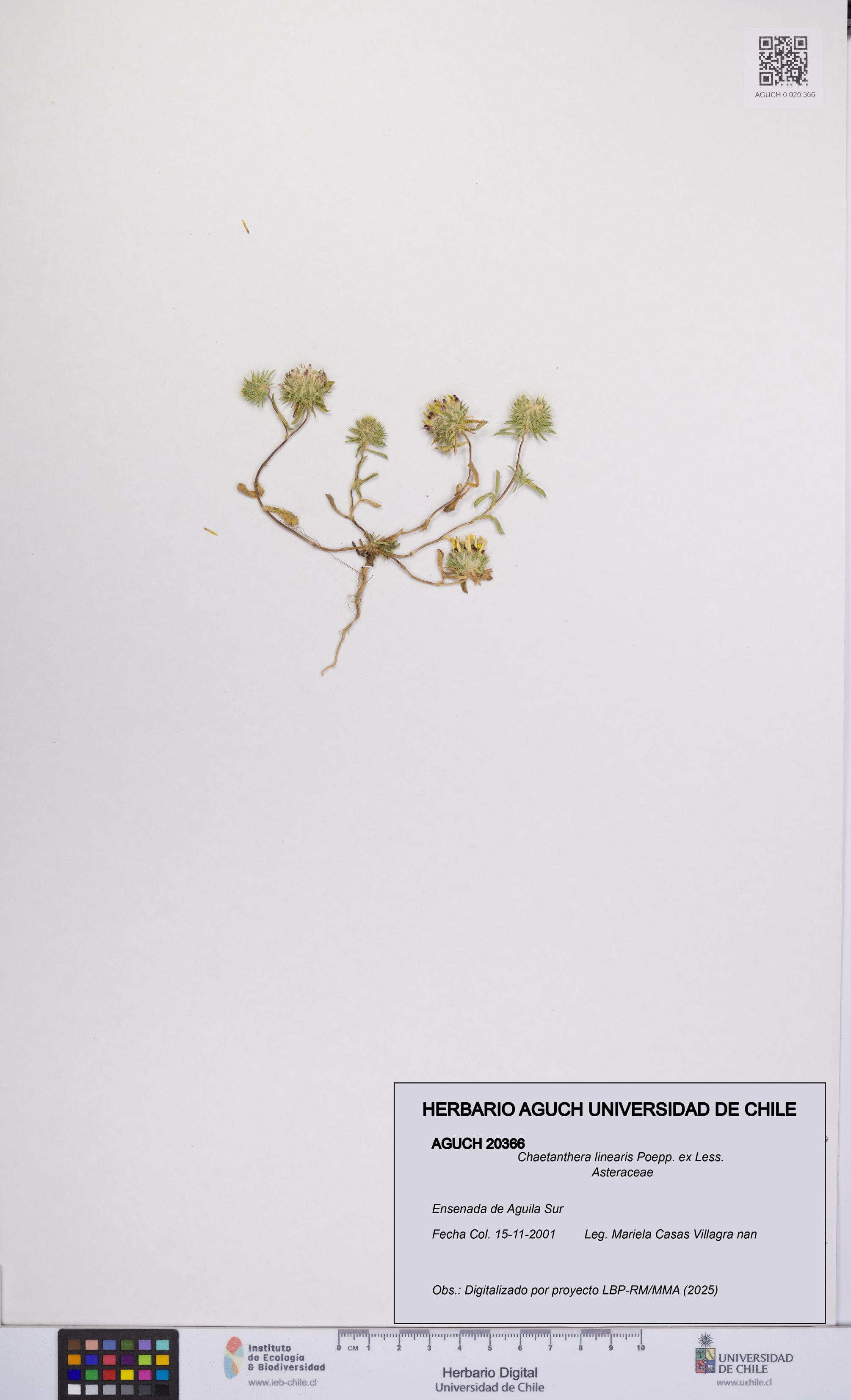 Chaetanthera linearis [Espécimen: UCH:AGUCH:0020366]