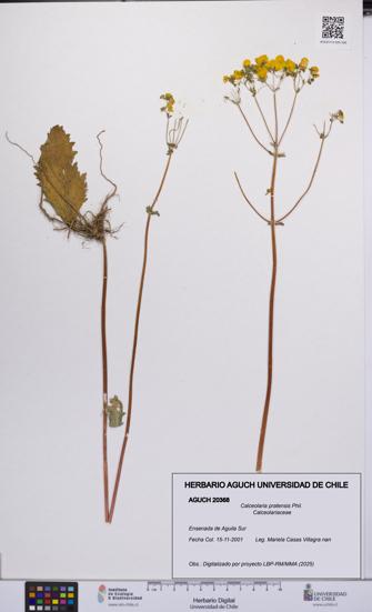 Calceolaria pratensis [Espécimen: UCH:AGUCH:0020368]