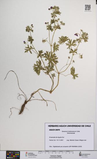Geranium berteroanum [Espécimen: UCH:AGUCH:0020370]