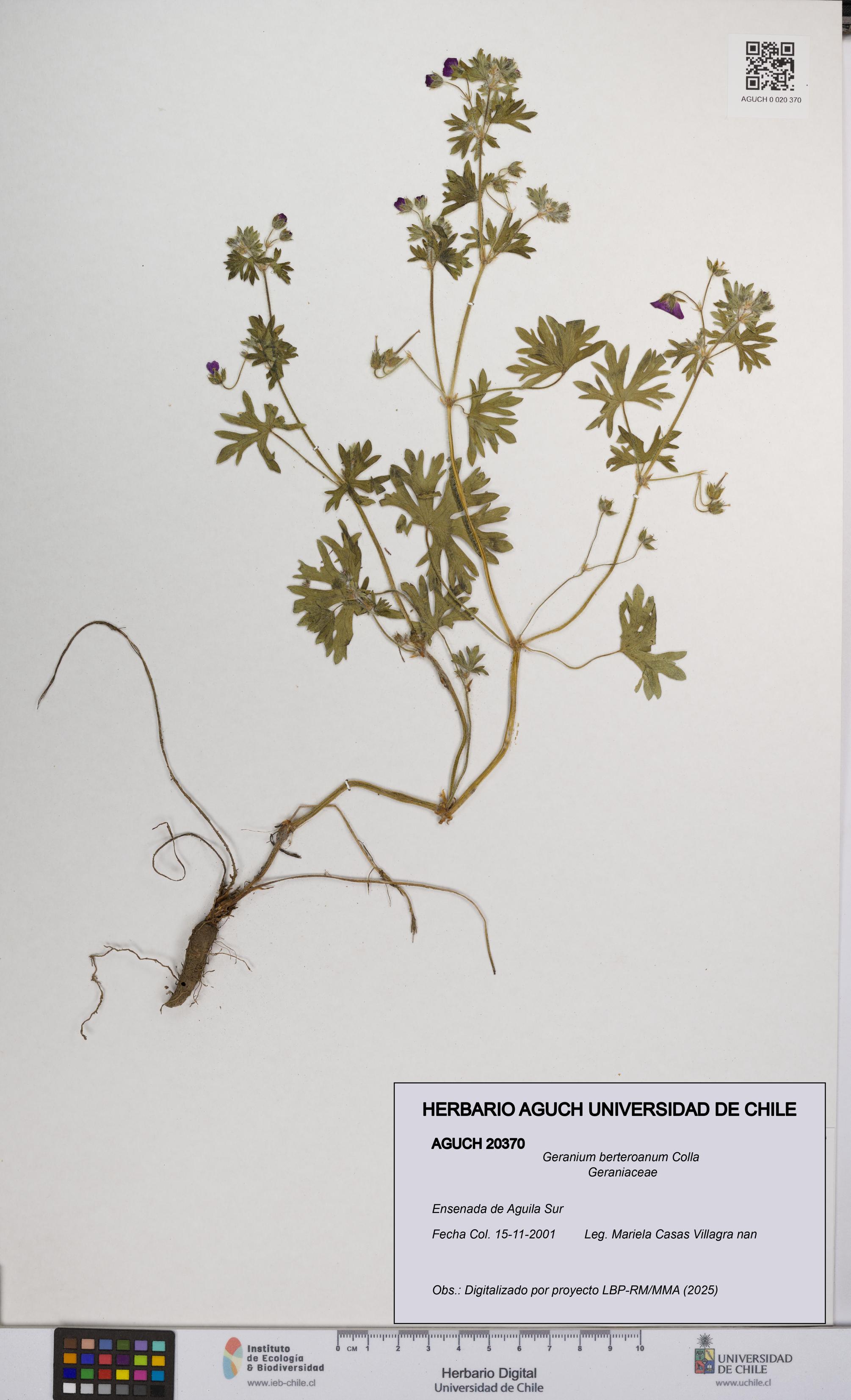 Geranium berteroanum [Espécimen: UCH:AGUCH:0020370]