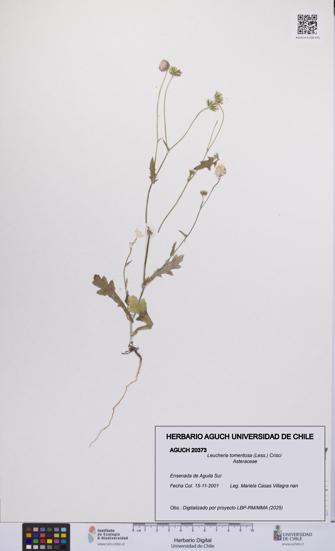 Leucheria tomentosa [Espécimen: UCH:AGUCH:0020373]