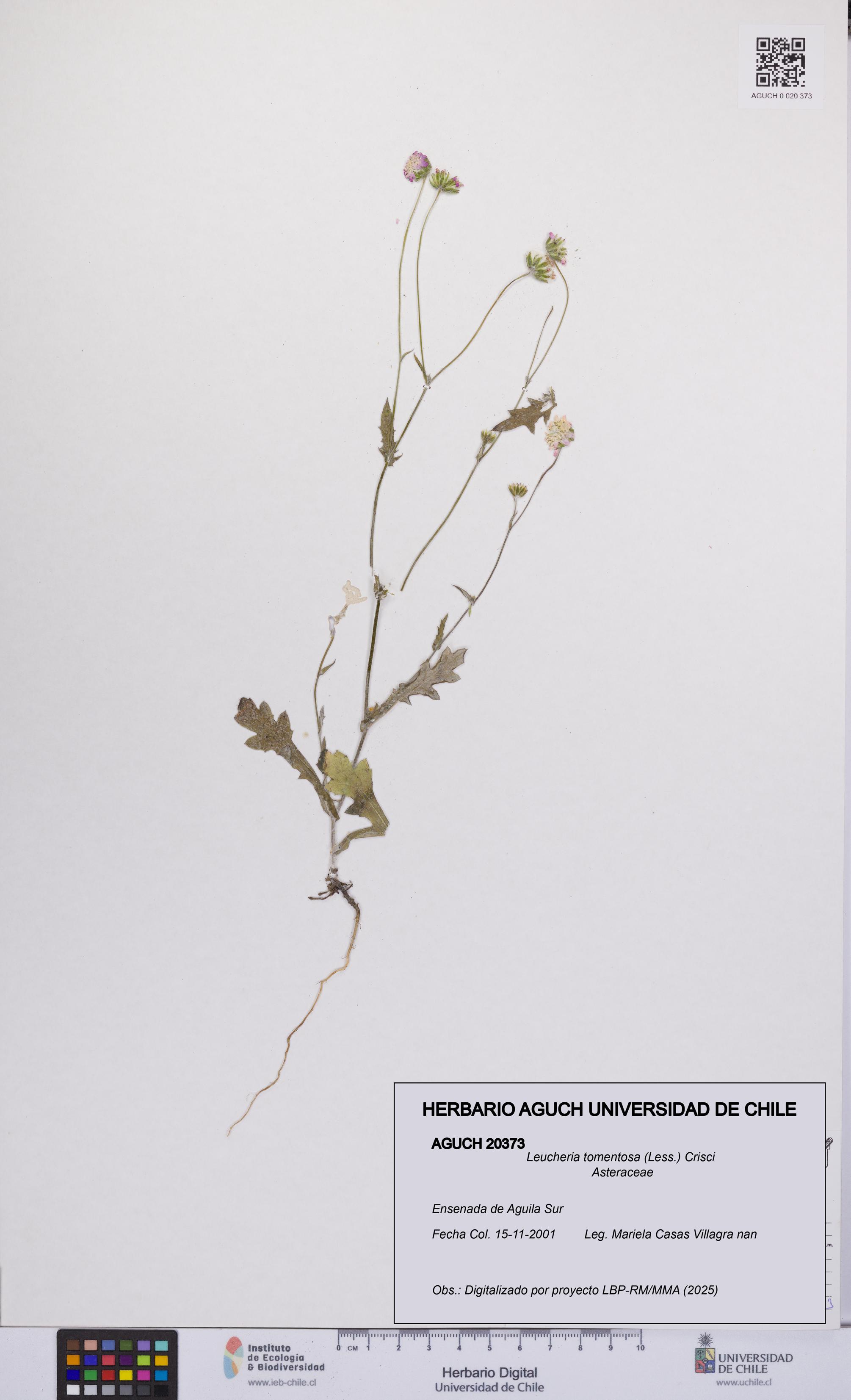 Leucheria tomentosa [Espécimen: UCH:AGUCH:0020373]