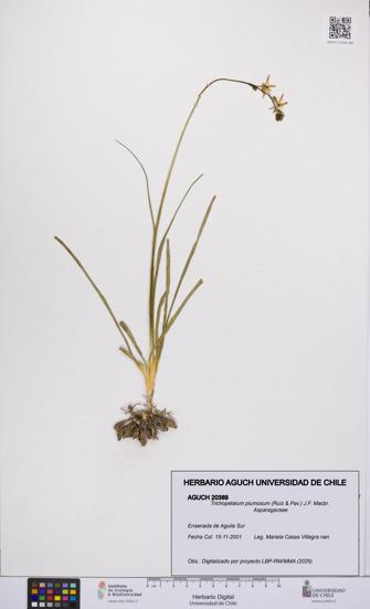 Trichopetalum plumosum [Espécimen: UCH:AGUCH:0020389]