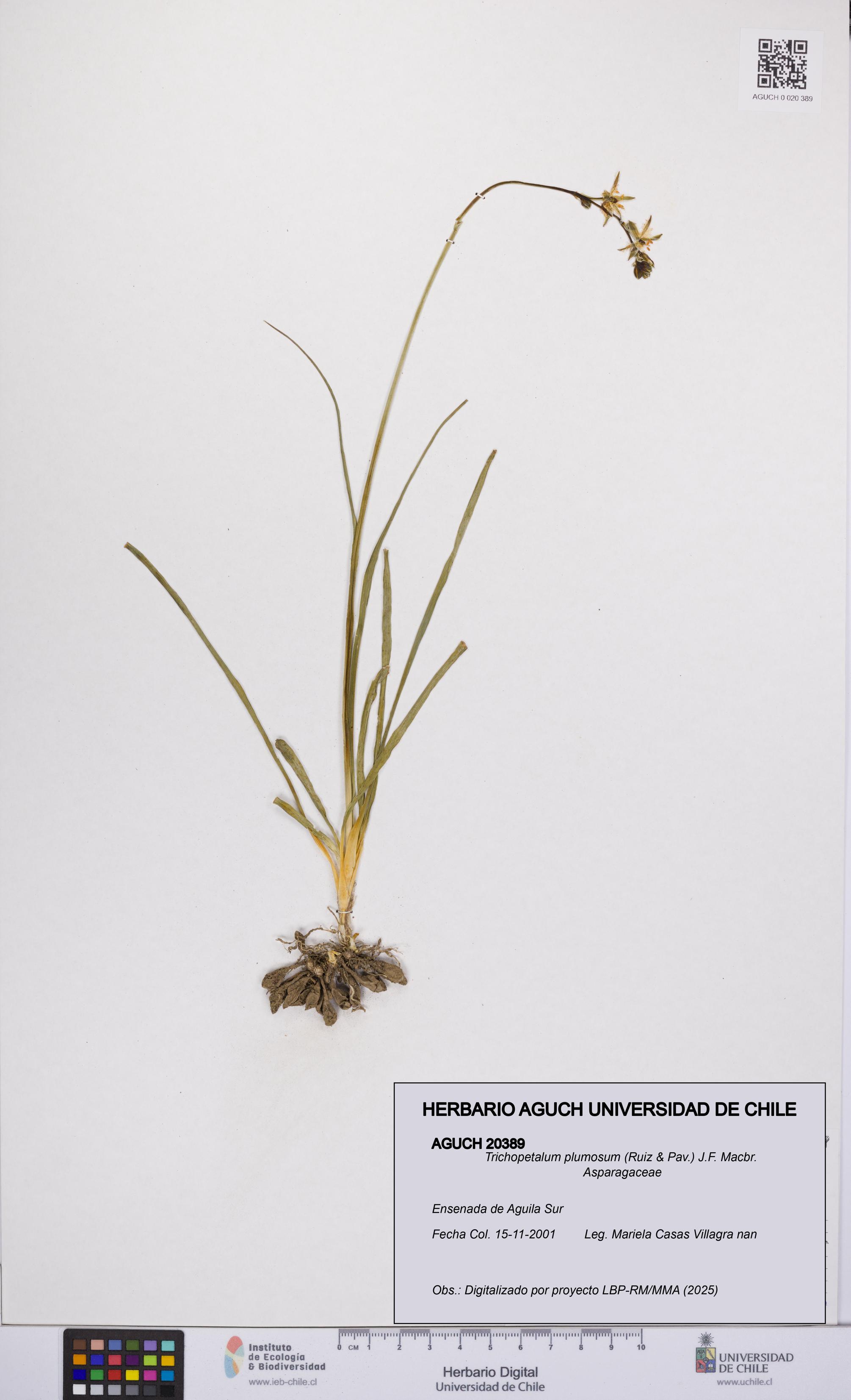 Trichopetalum plumosum [Espécimen: UCH:AGUCH:0020389]