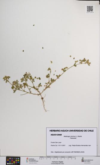 Medicago minima [Espécimen: UCH:AGUCH:0020425]