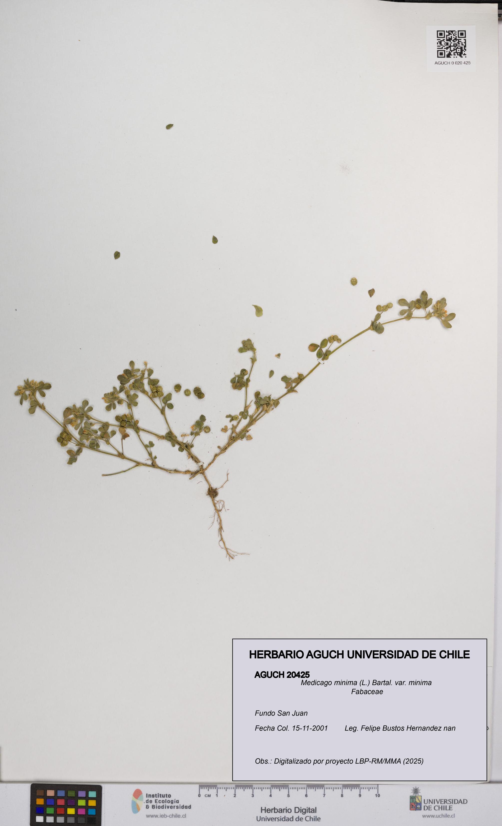 Medicago minima var. minima [Espécimen: ]