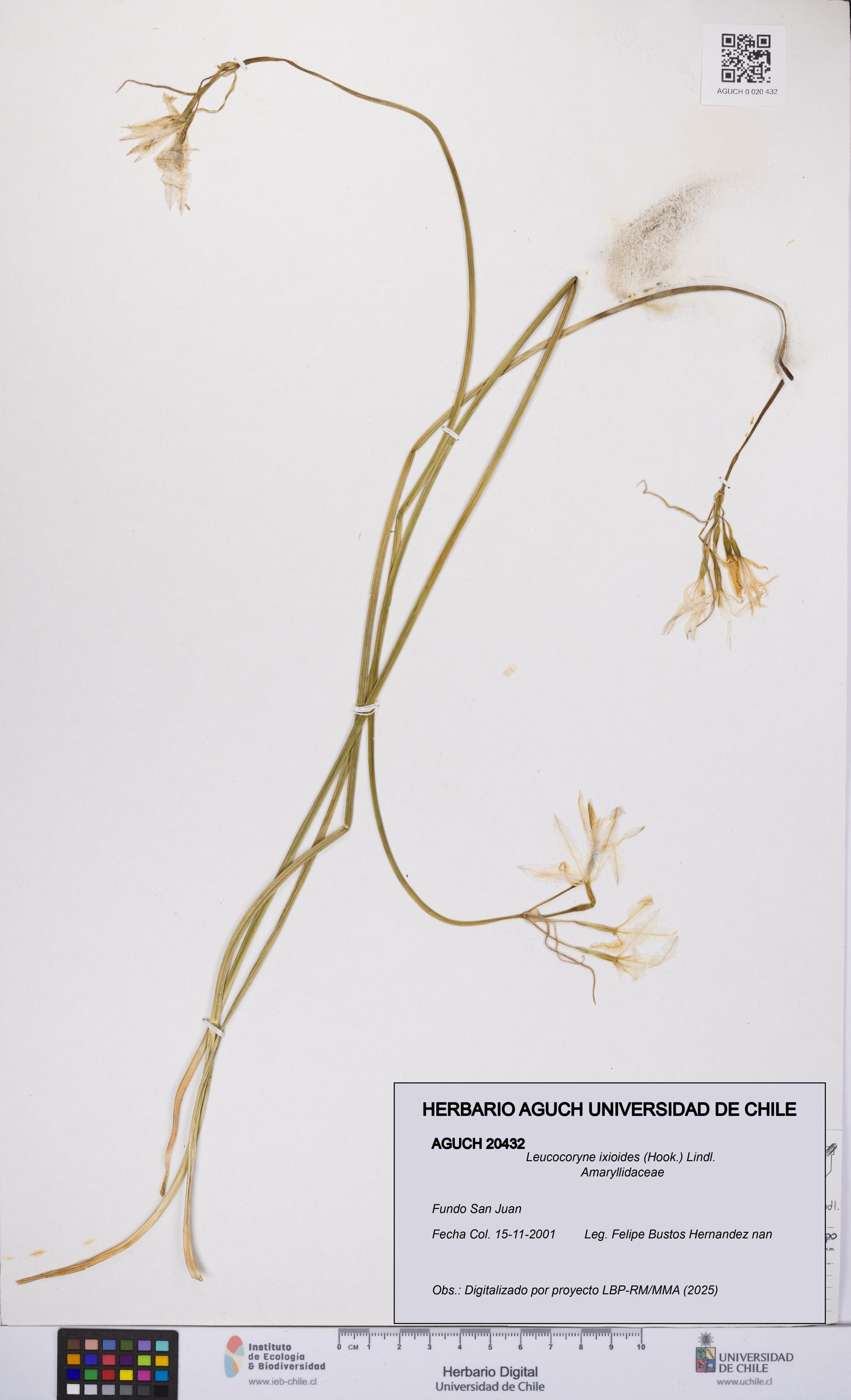 Leucocoryne ixioides [Espécimen: UCH:AGUCH:0020432]