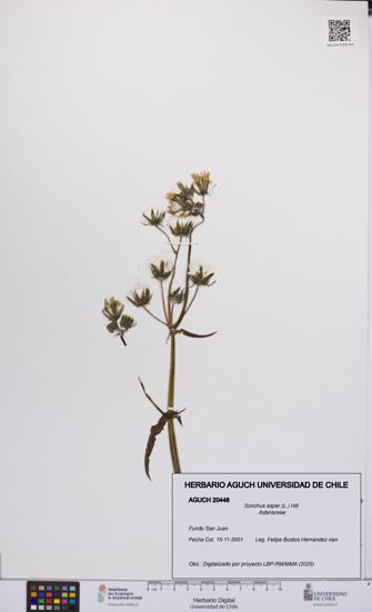 Sonchus asper [Espécimen: UCH:AGUCH:0020448]