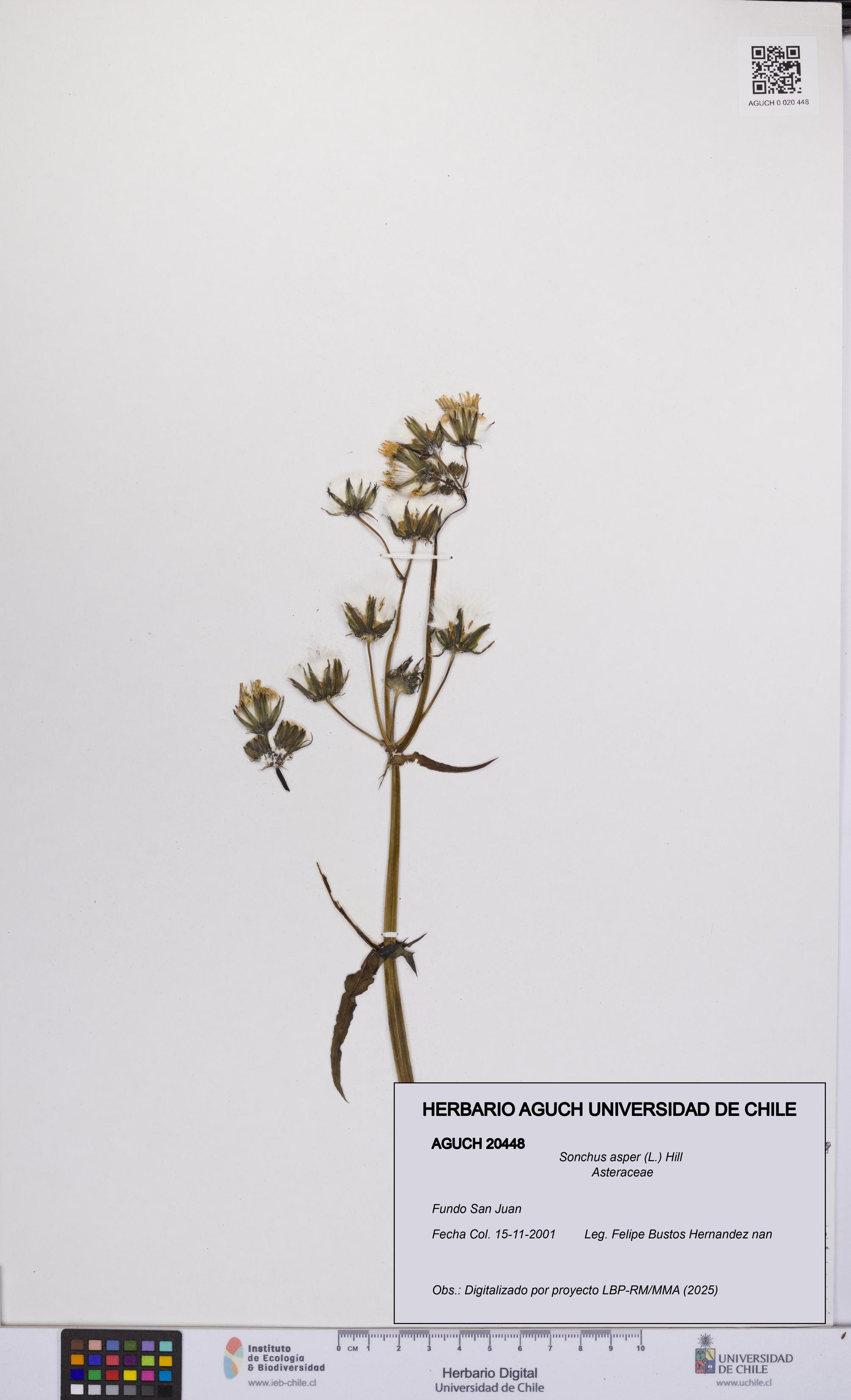 Sonchus asper [Espécimen: UCH:AGUCH:0020448]
