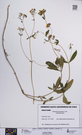 Calceolaria ascendens [Espécimen: UCH:AGUCH:0020459]