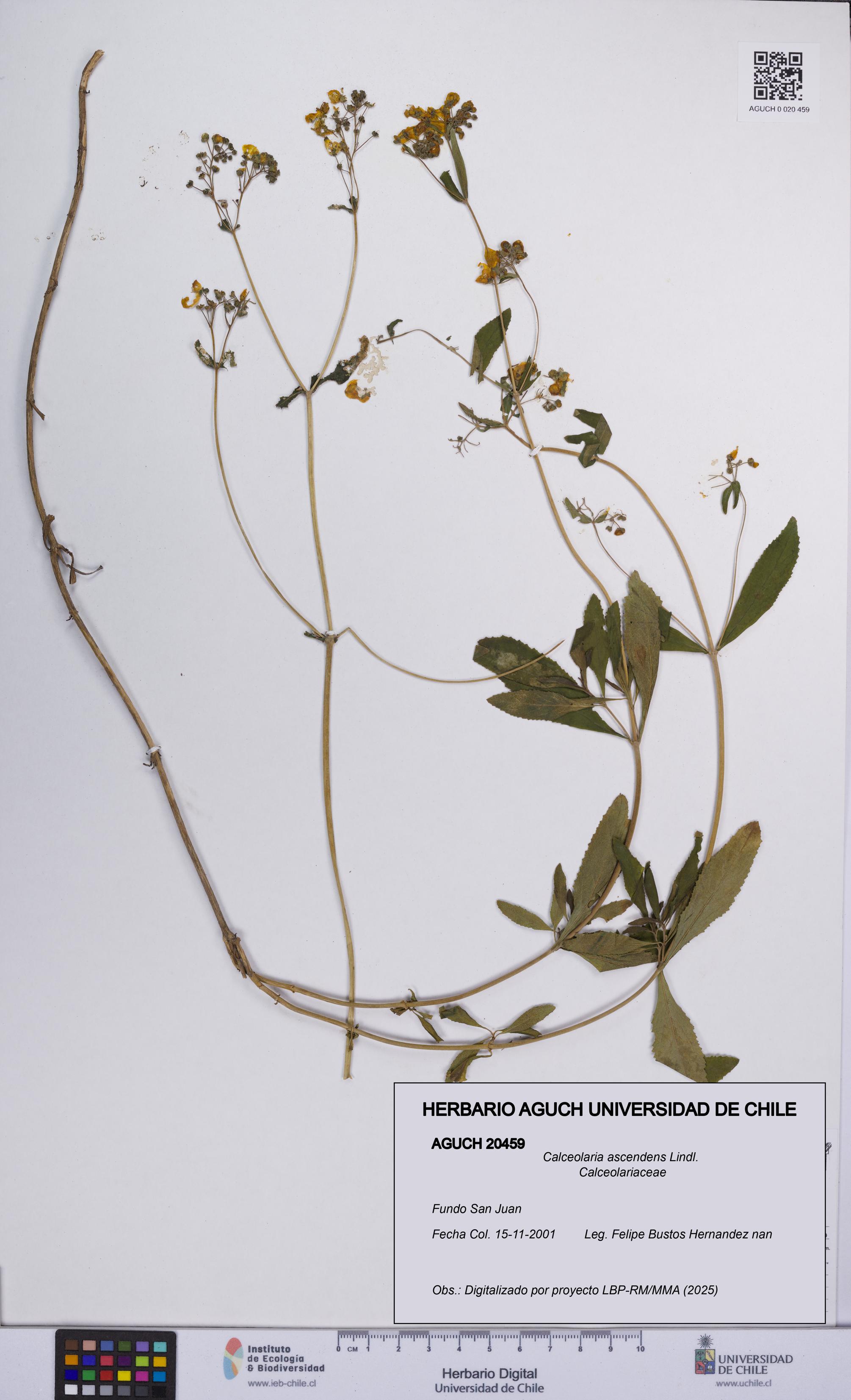 Calceolaria ascendens [Espécimen: UCH:AGUCH:0020459]