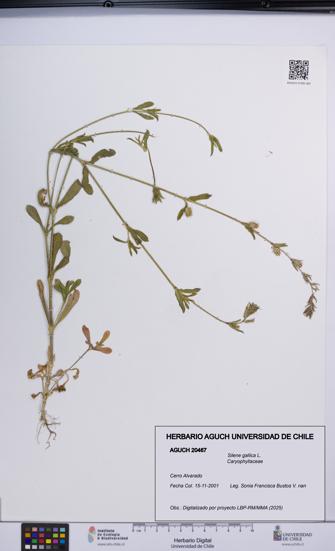 Silene gallica [Espécimen: UCH:AGUCH:0020467]