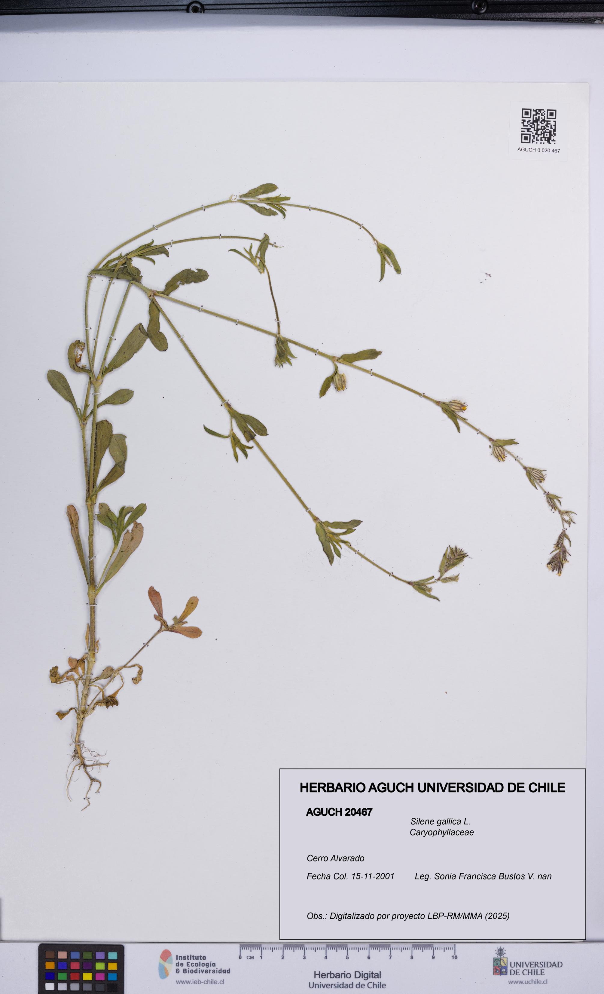 Silene gallica [Espécimen: UCH:AGUCH:0020467]