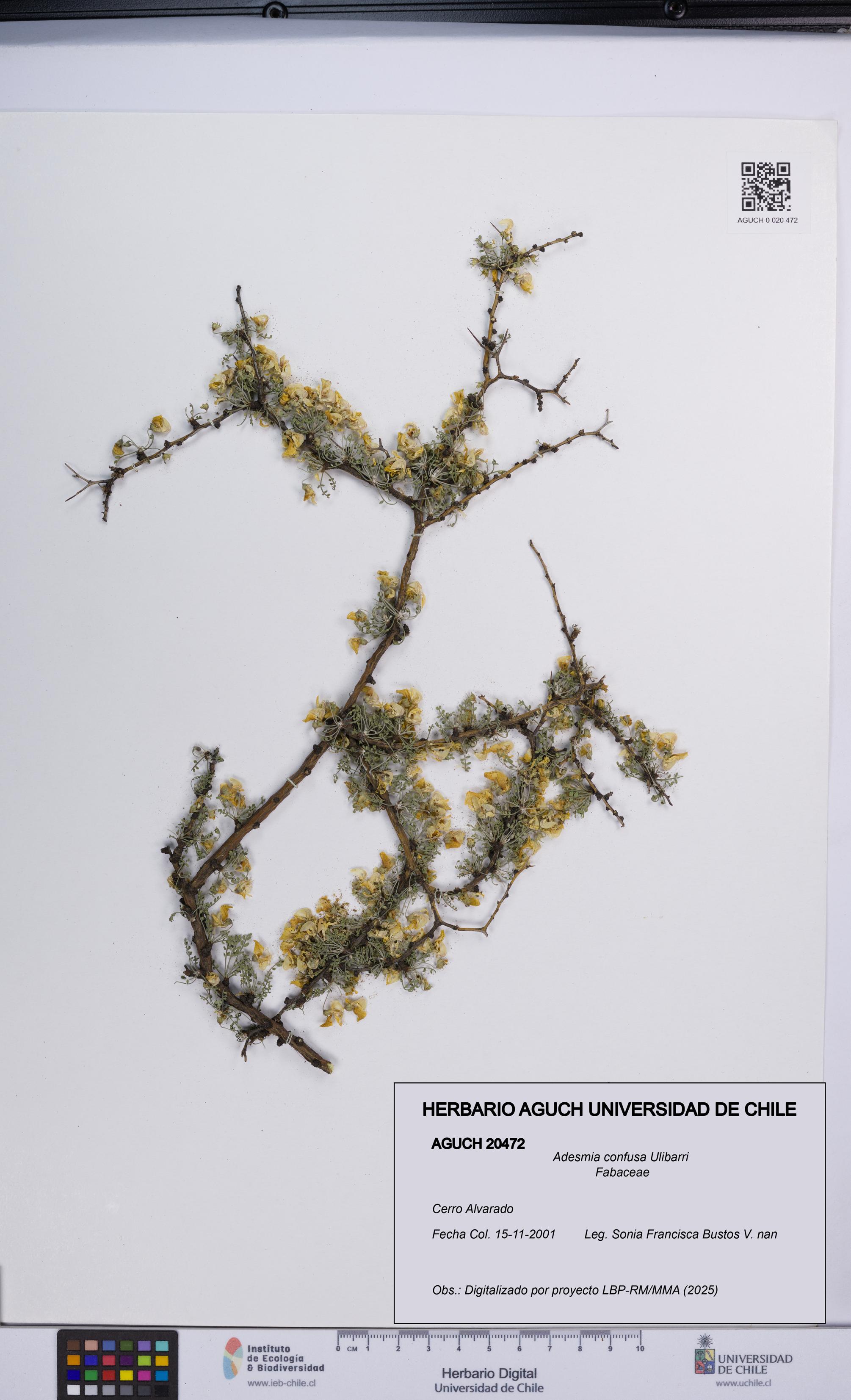 Adesmia confusa [Espécimen: UCH:AGUCH:0020472]