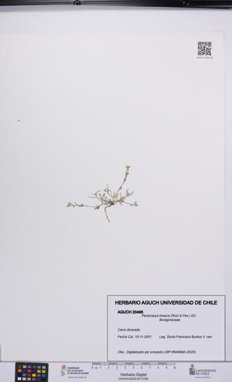 Pectocarya linearis [Espécimen: UCH:AGUCH:0020495]