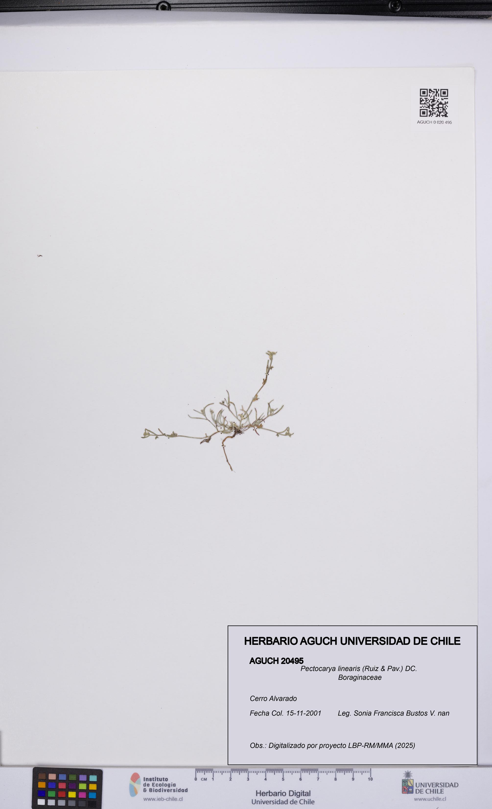 Pectocarya linearis [Espécimen: UCH:AGUCH:0020495]