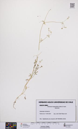 Bowlesia tropaeolifolia [Espécimen: UCH:AGUCH:0020501]