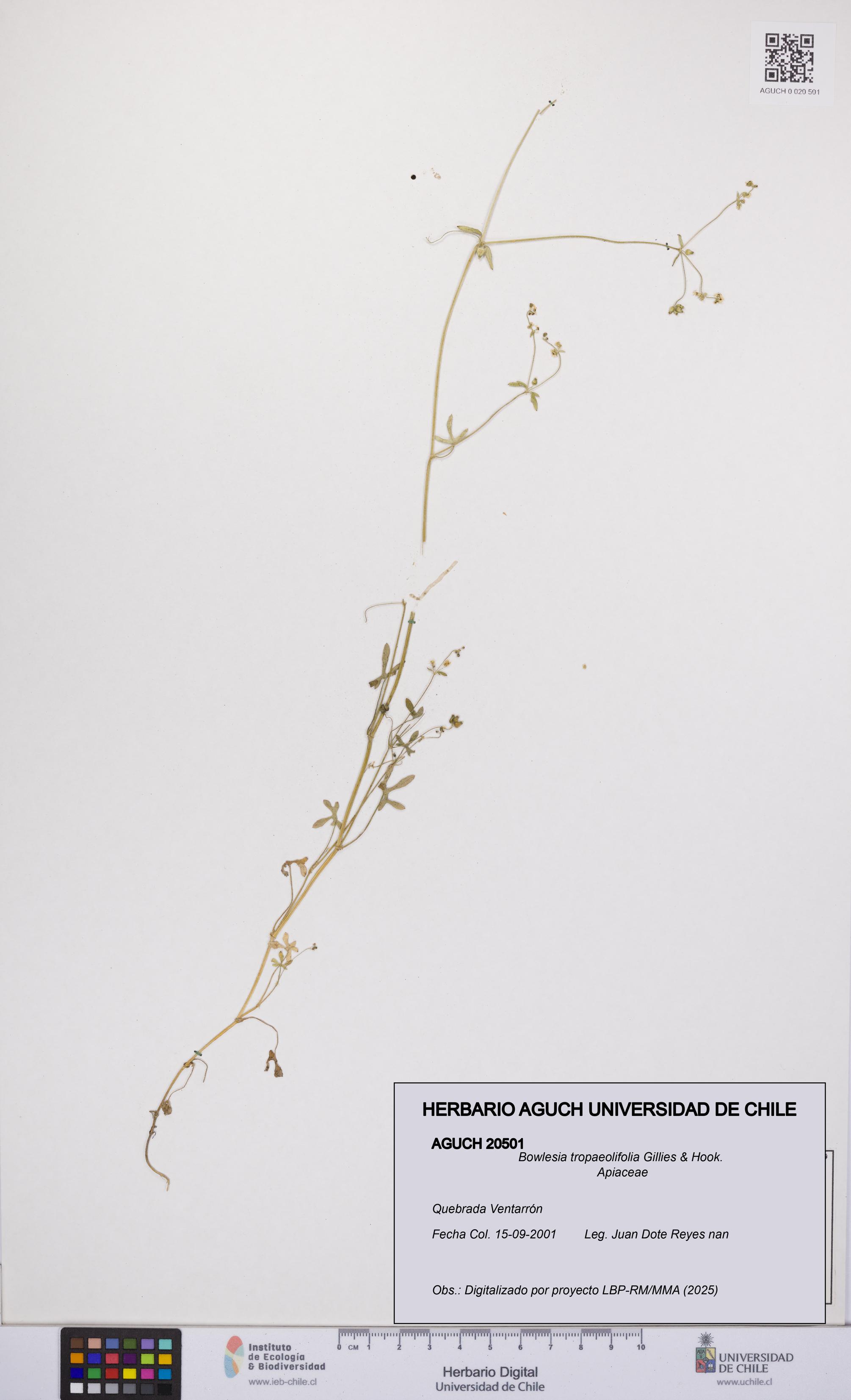 Bowlesia tropaeolifolia [Espécimen: UCH:AGUCH:0020501]