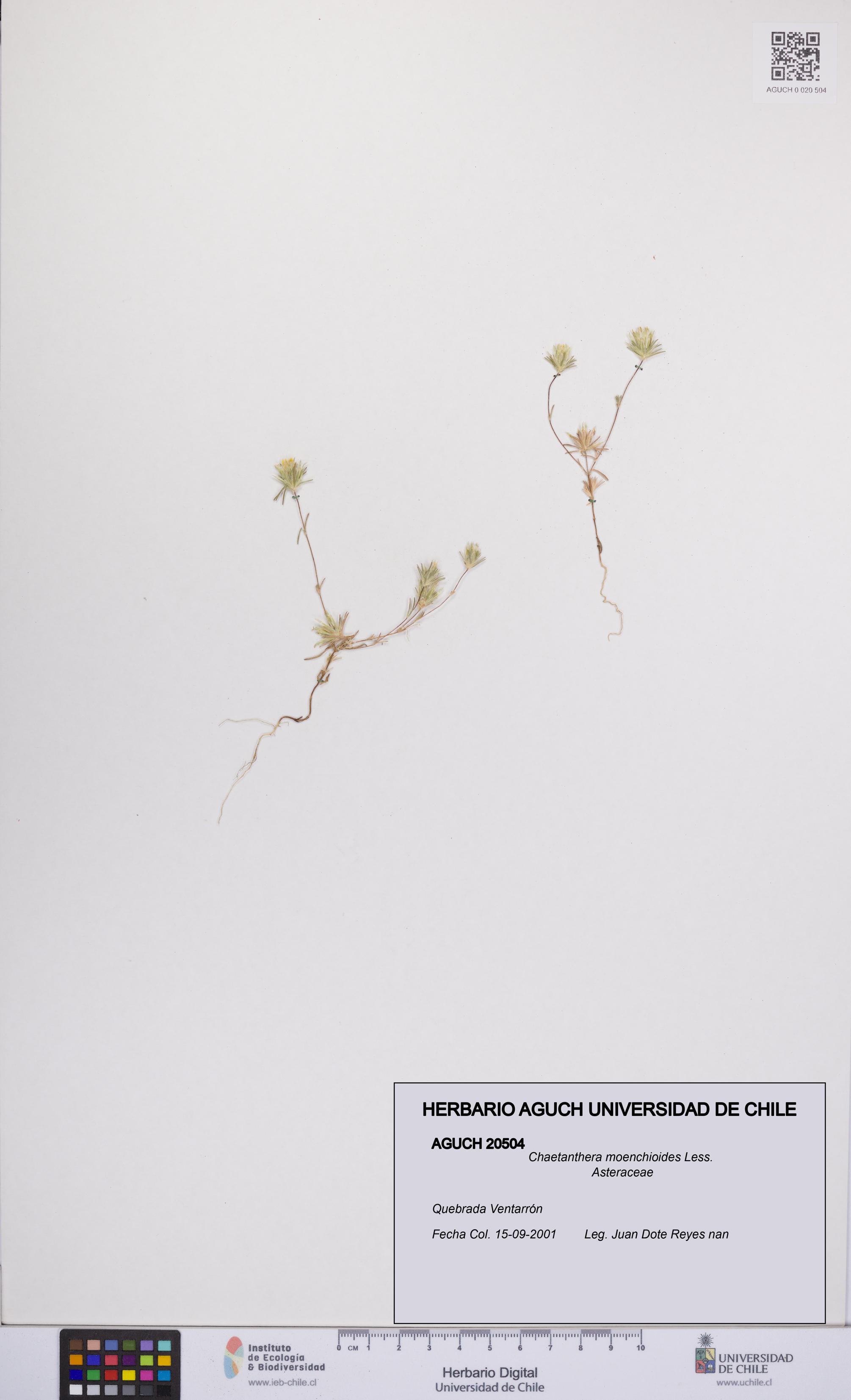 Chaetanthera moenchioides [Espécimen: UCH:AGUCH:0020504]