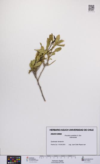 Proustia cuneifolia [Espécimen: UCH:AGUCH:0020542]