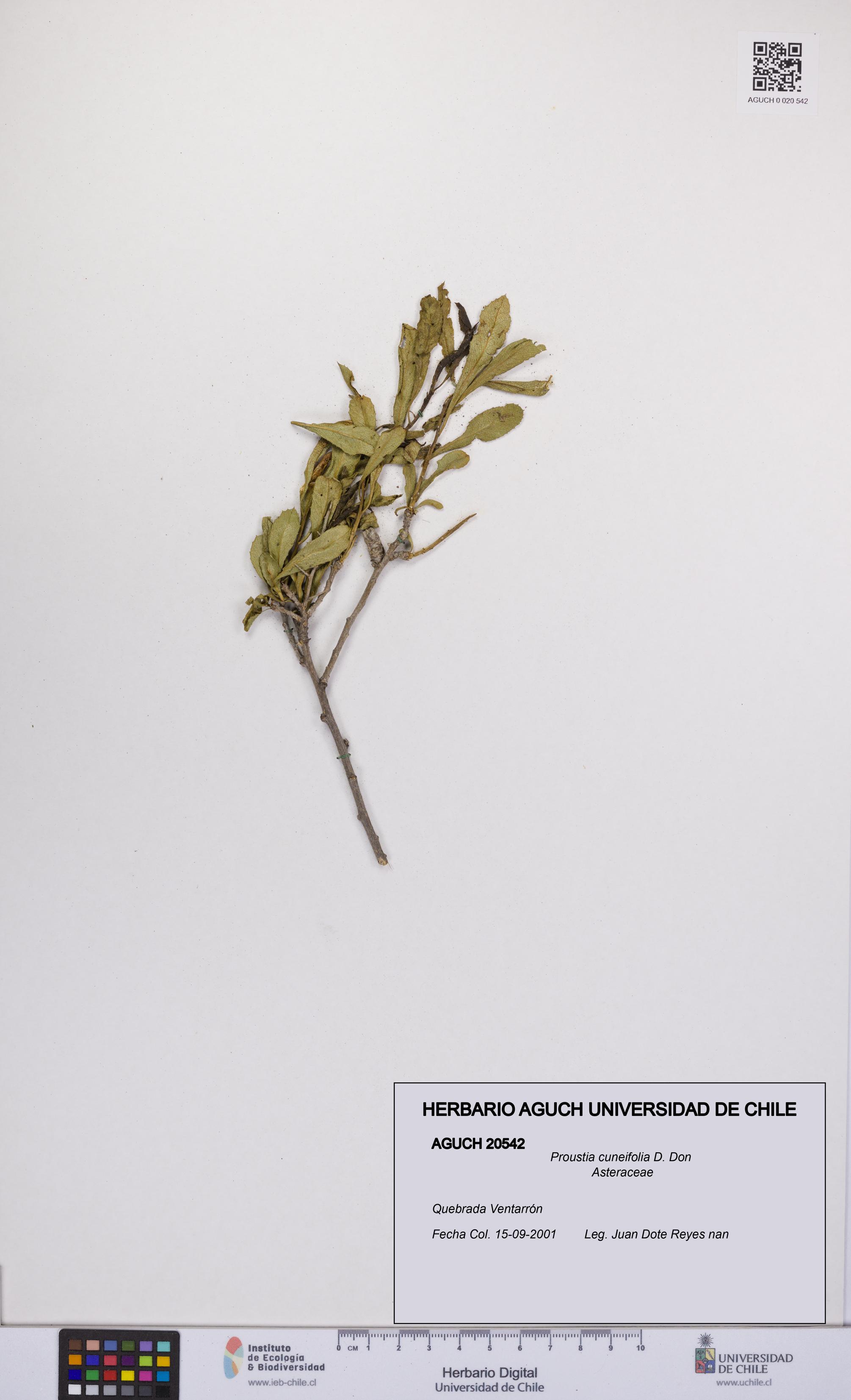 Proustia cuneifolia [Espécimen: UCH:AGUCH:0020542]