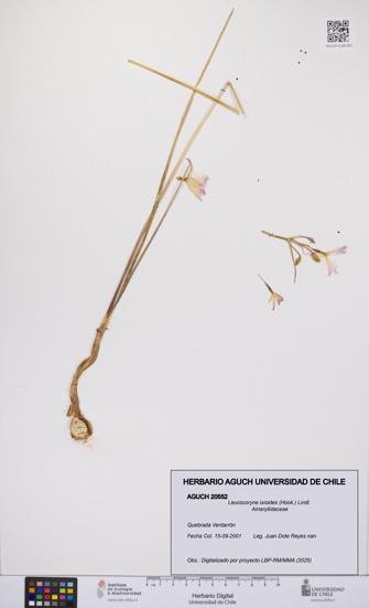 Leucocoryne ixioides [Espécimen: UCH:AGUCH:0020552]