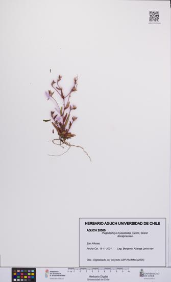 Plagiobothrys myosotoides [Espécimen: UCH:AGUCH:0020555]