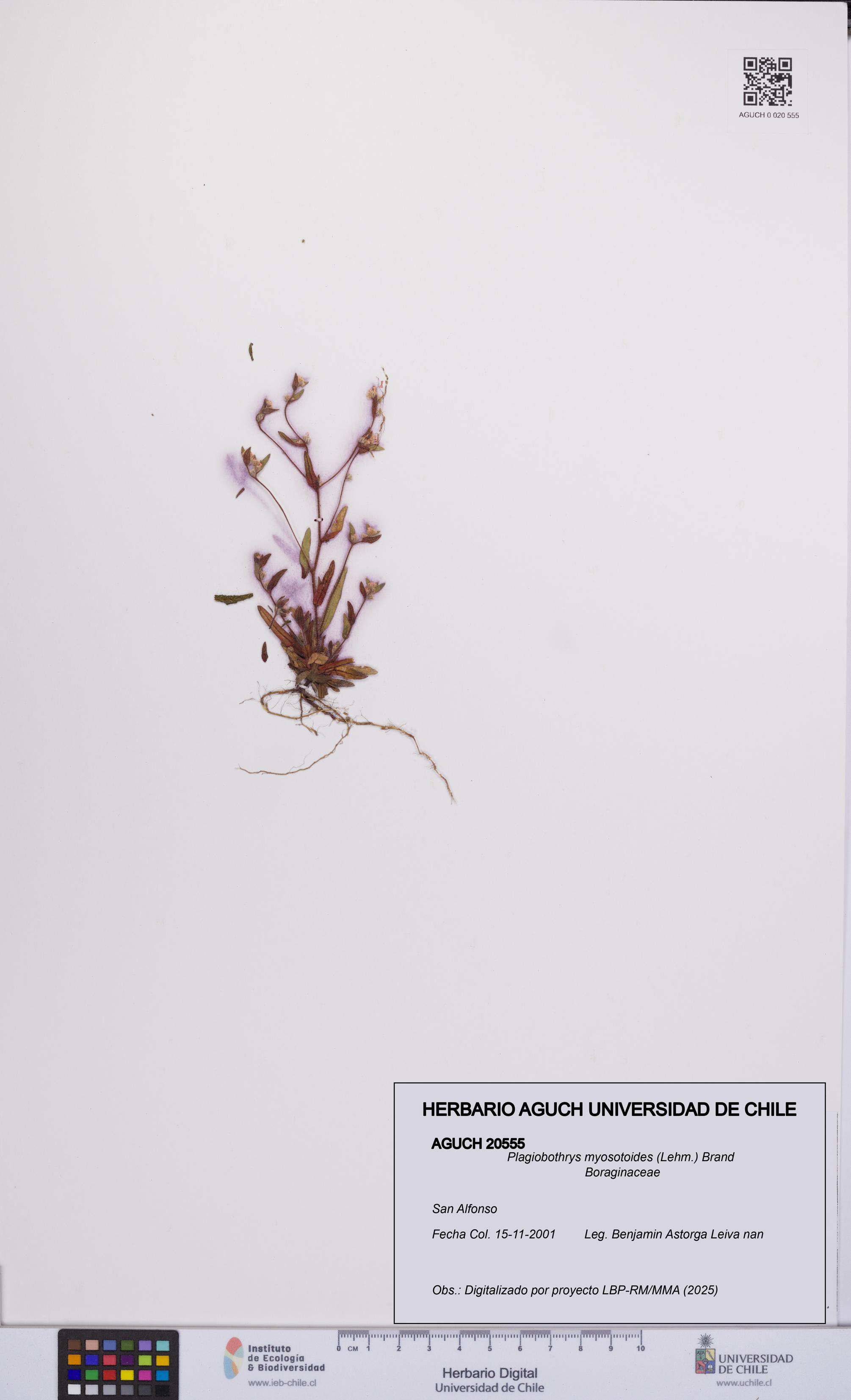 Plagiobothrys myosotoides [Espécimen: UCH:AGUCH:0020555]