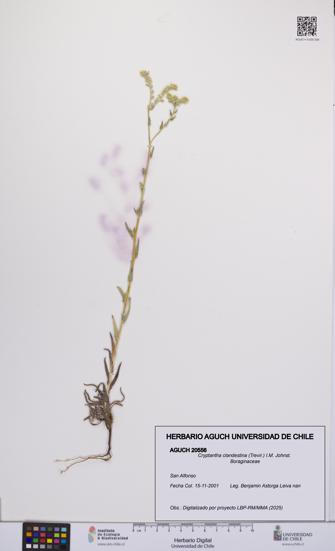 Cryptantha clandestina [Espécimen: UCH:AGUCH:0020556]