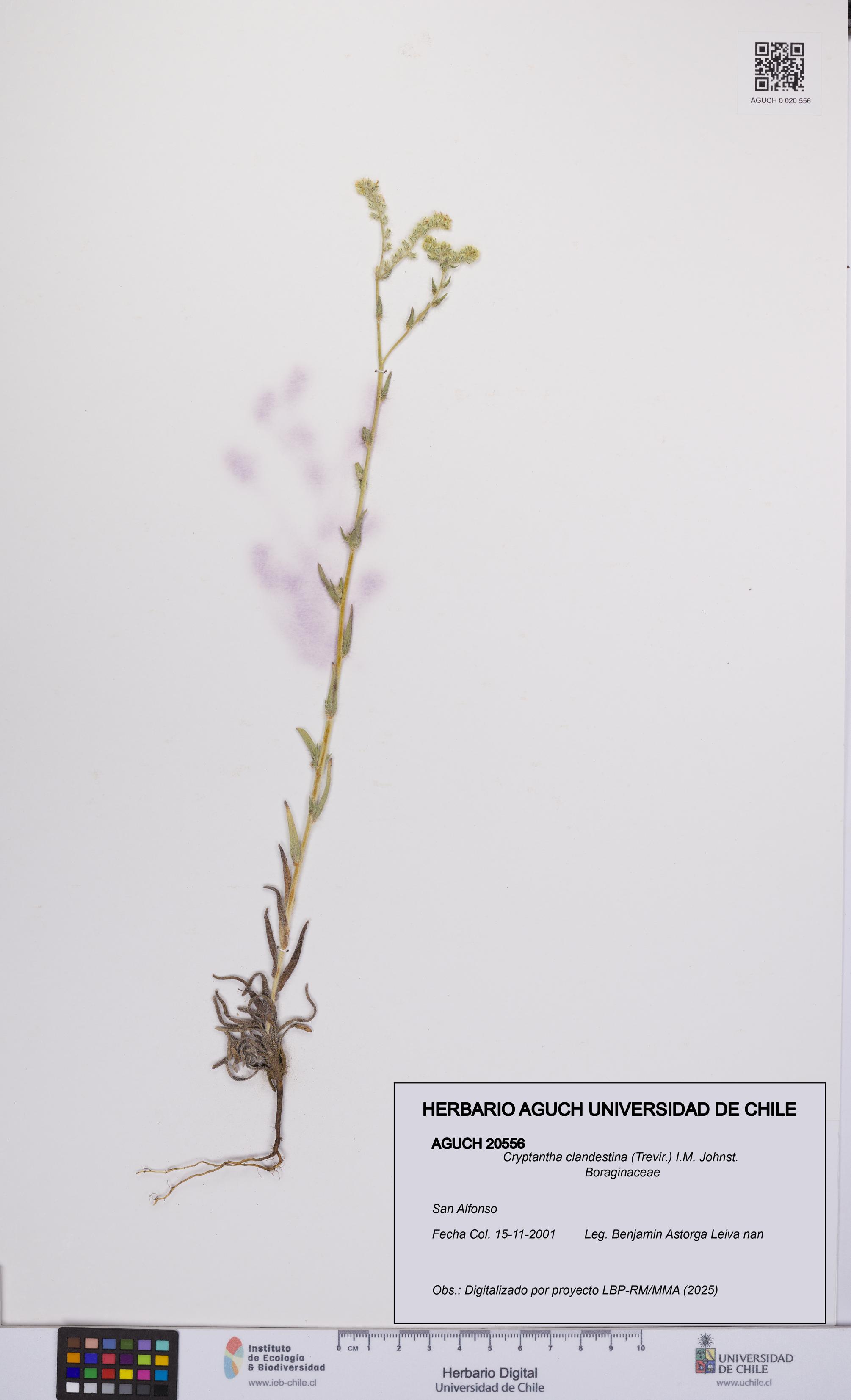 Cryptantha clandestina [Espécimen: UCH:AGUCH:0020556]