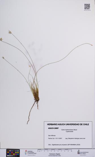 Carex berteroniana [Espécimen: UCH:AGUCH:0020557]