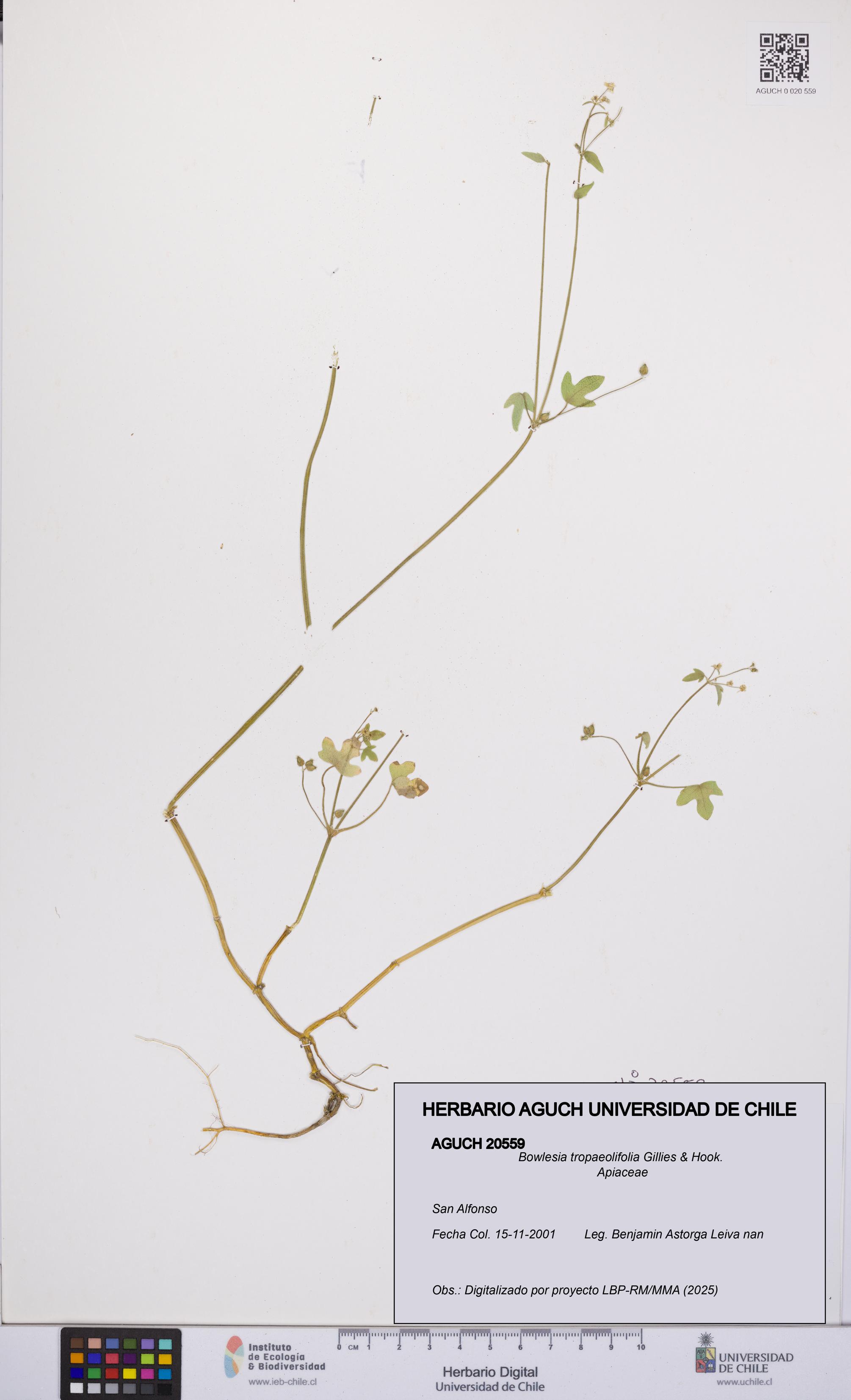Bowlesia tropaeolifolia [Espécimen: UCH:AGUCH:0020559]