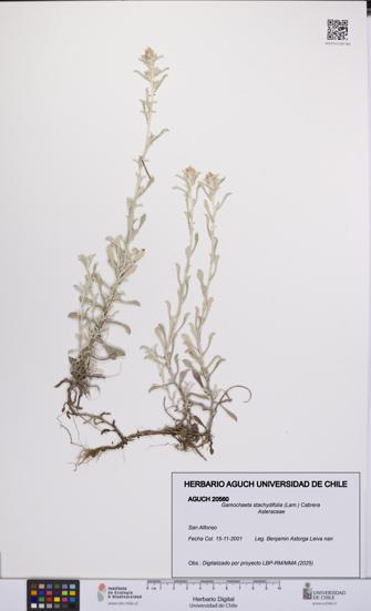 Gamochaeta stachydifolia [Espécimen: UCH:AGUCH:0020560]