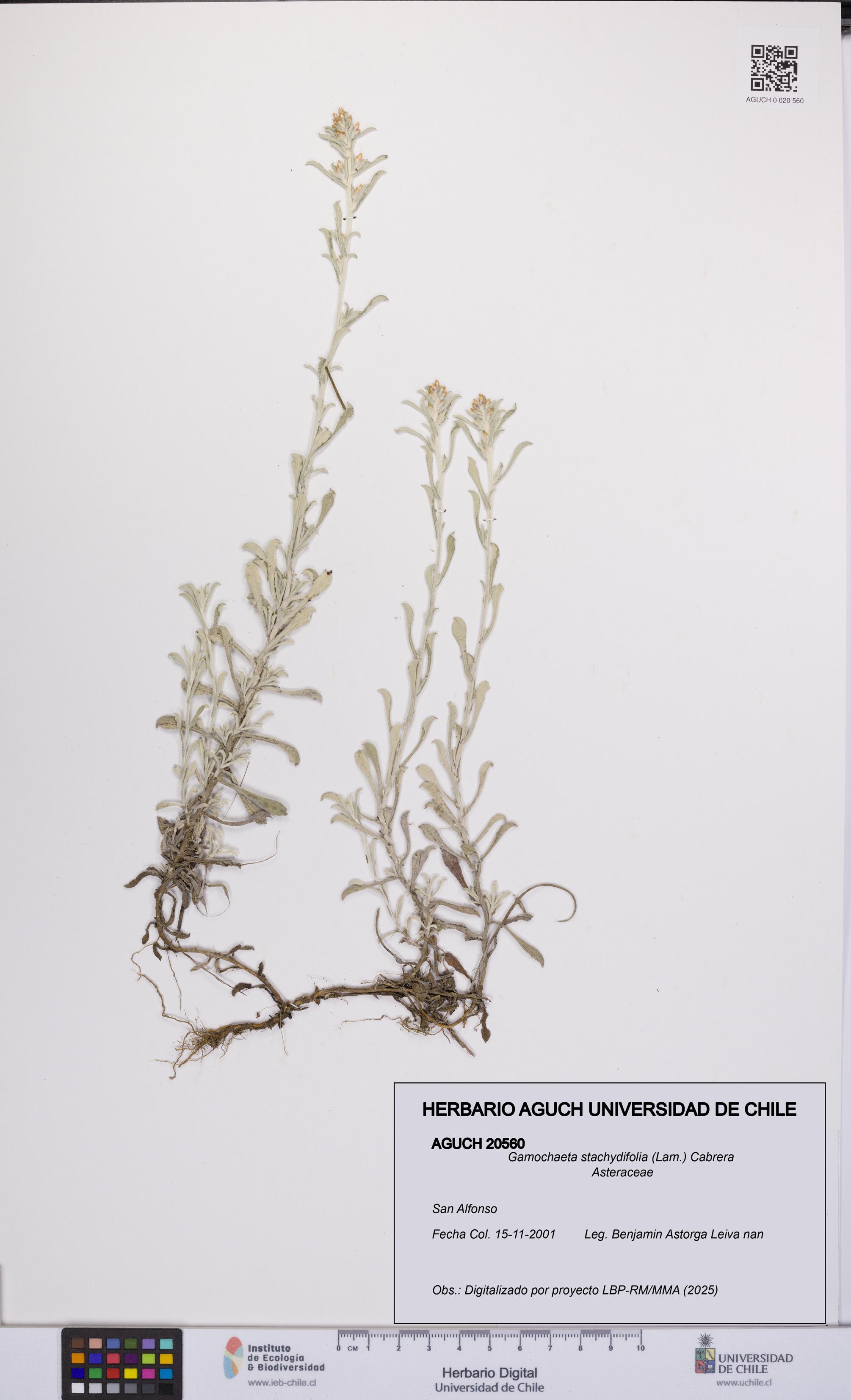 Gamochaeta stachydifolia [Espécimen: UCH:AGUCH:0020560]
