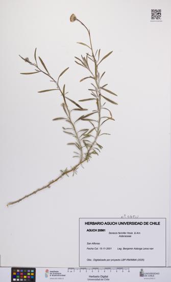 Senecio farinifer [Espécimen: UCH:AGUCH:0020561]