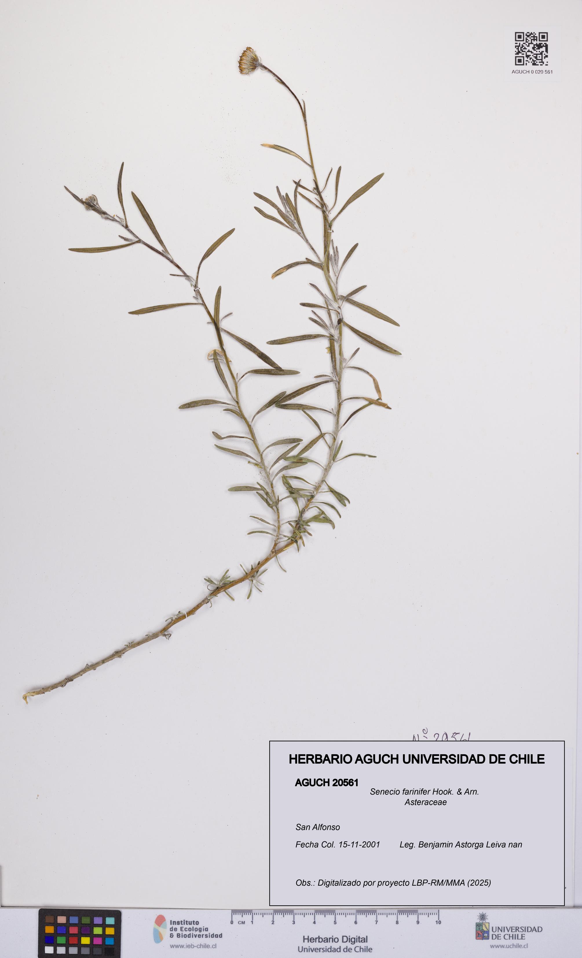 Senecio farinifer [Espécimen: UCH:AGUCH:0020561]
