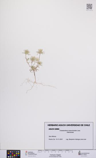Chaetanthera moenchioides [Espécimen: UCH:AGUCH:0020563]