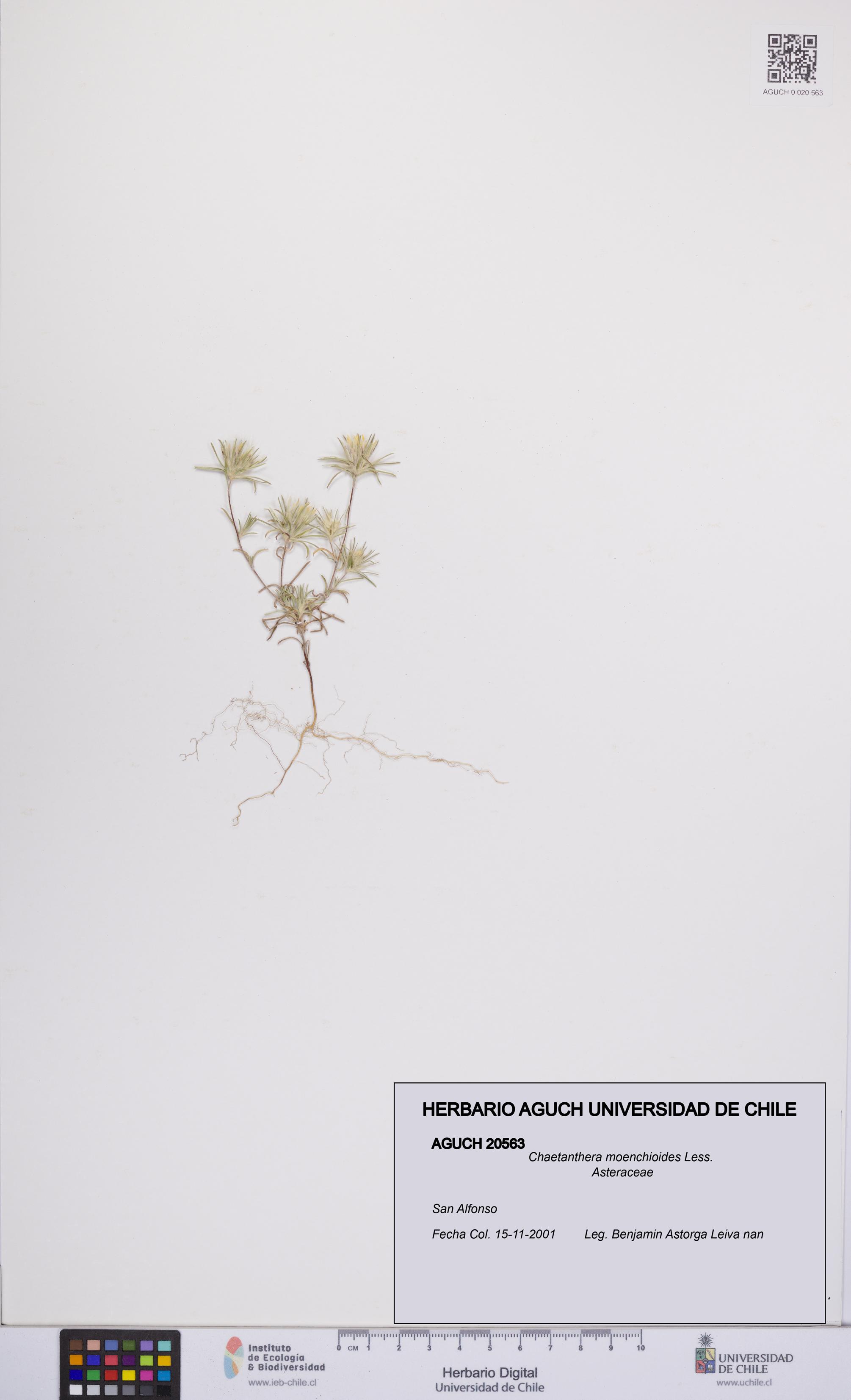 Chaetanthera moenchioides [Espécimen: UCH:AGUCH:0020563]