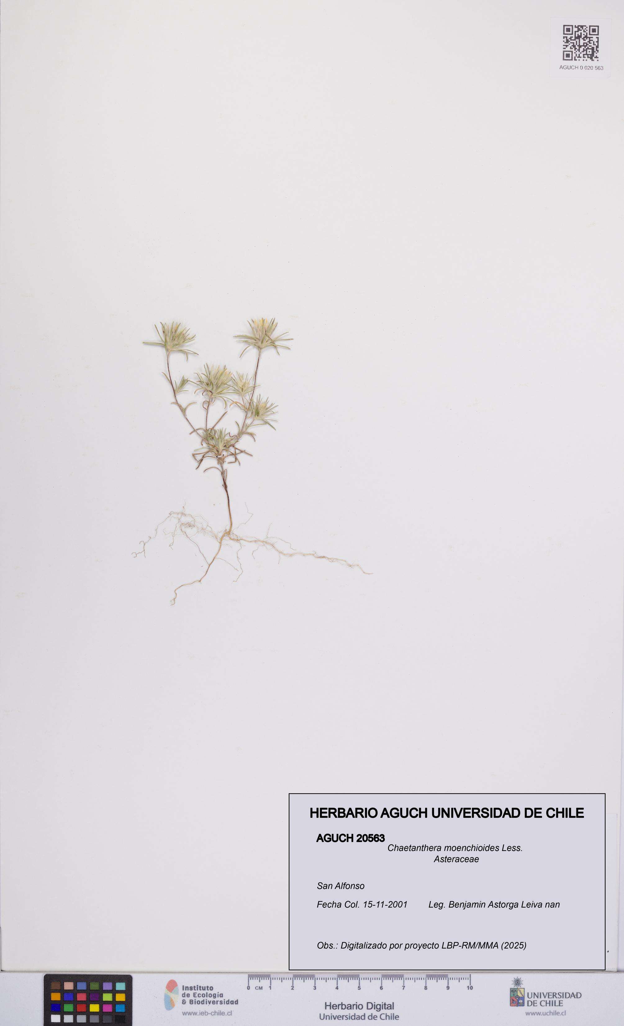 Chaetanthera moenchioides [Espécimen: UCH:AGUCH:0020563]