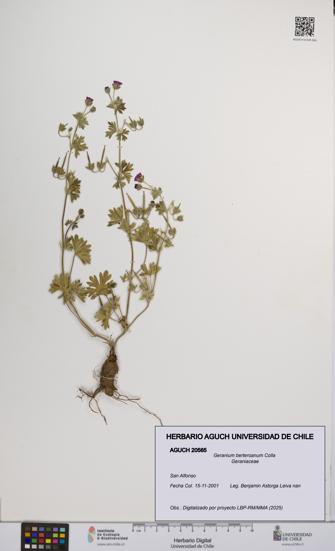 Geranium berteroanum [Espécimen: UCH:AGUCH:0020565]