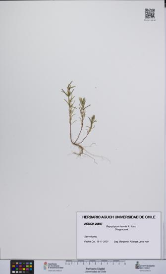 Gayophytum humile [Espécimen: UCH:AGUCH:0020567]