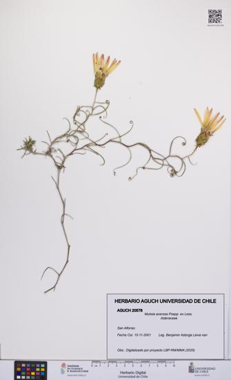 Mutisia acerosa [Espécimen: UCH:AGUCH:0020578]