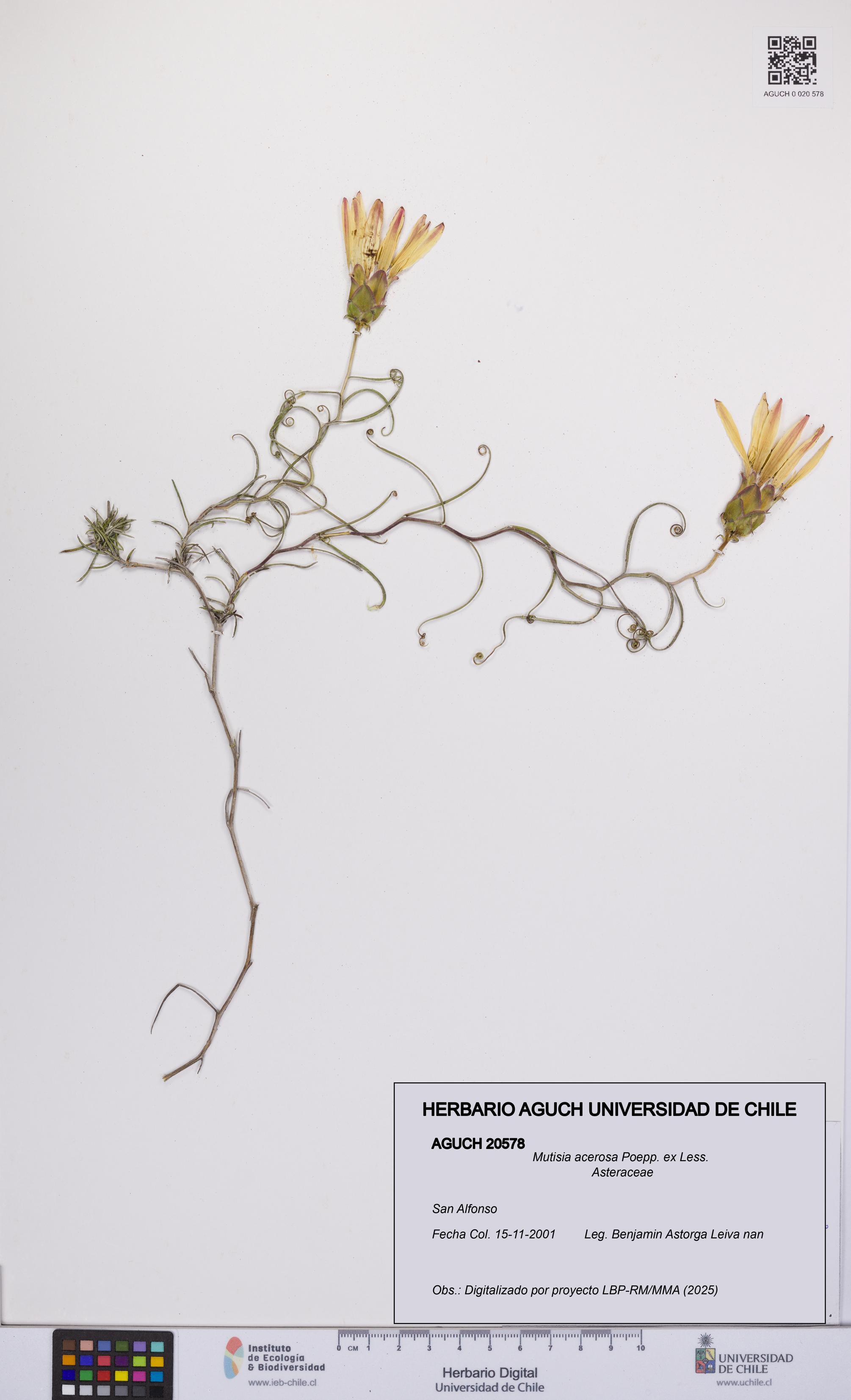 Mutisia acerosa [Espécimen: UCH:AGUCH:0020578]