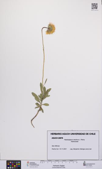 Haplopappus velutinus [Espécimen: UCH:AGUCH:0020579]
