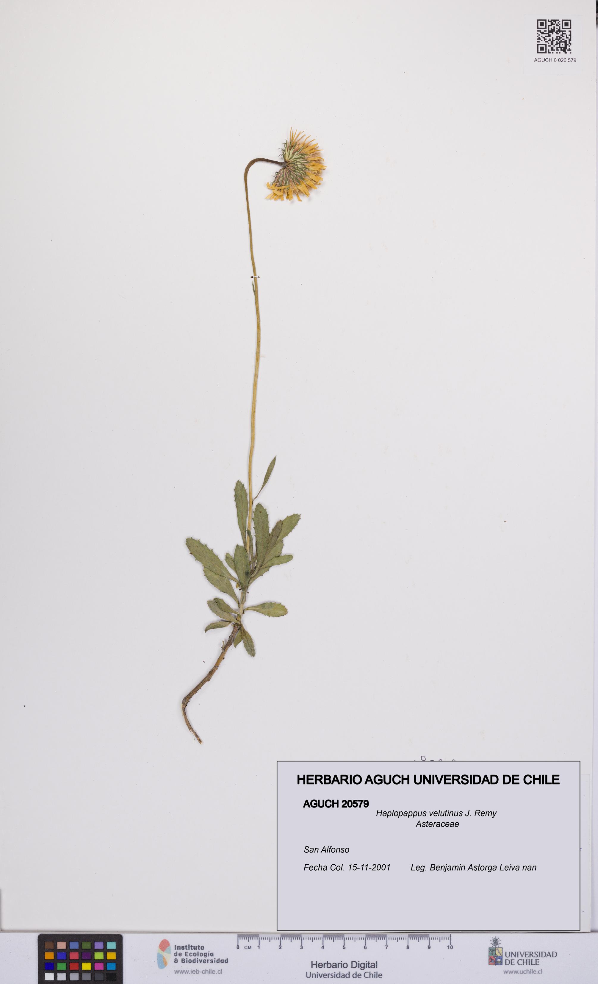 Haplopappus velutinus [Espécimen: UCH:AGUCH:0020579]