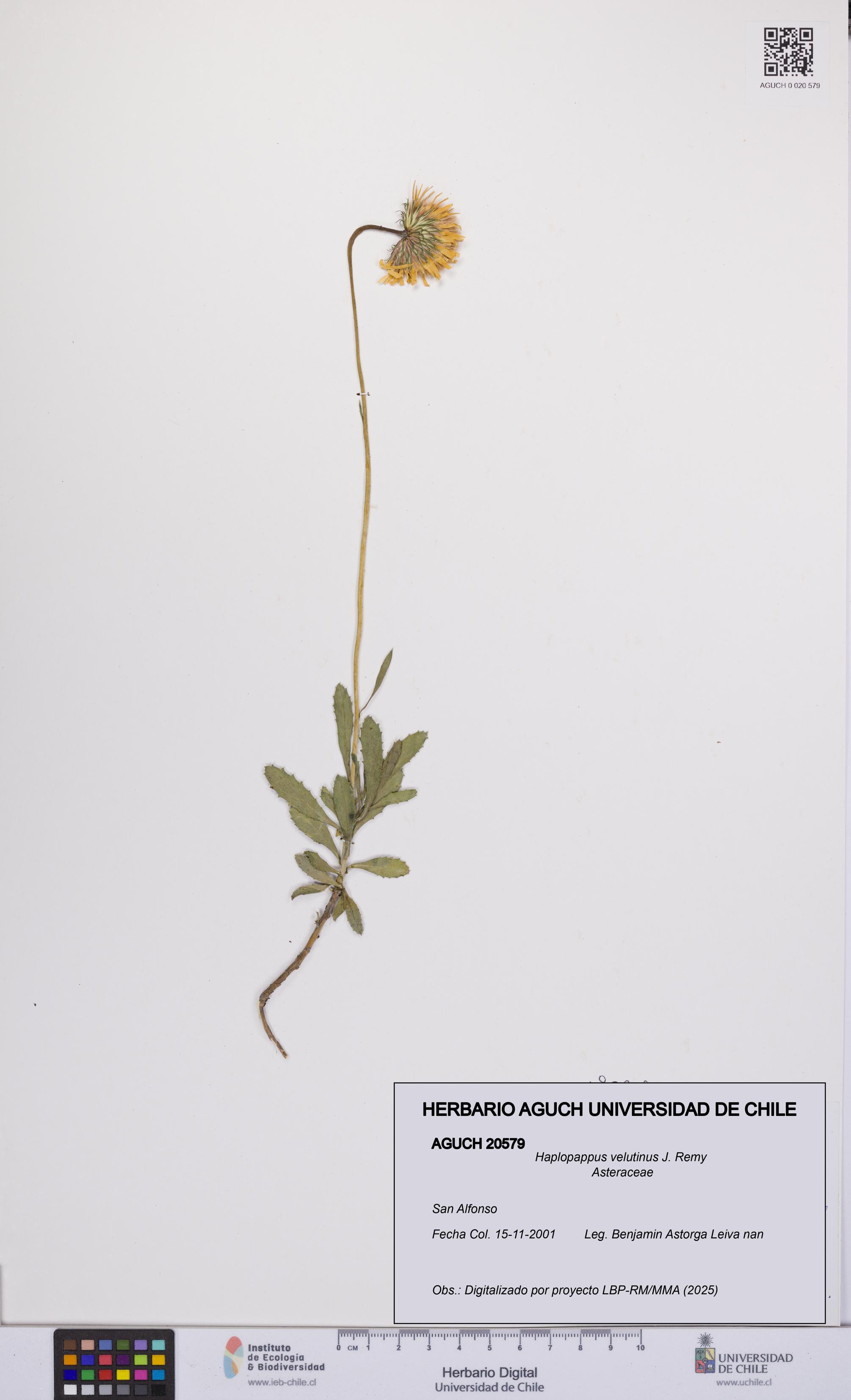 Haplopappus velutinus [Espécimen: UCH:AGUCH:0020579]