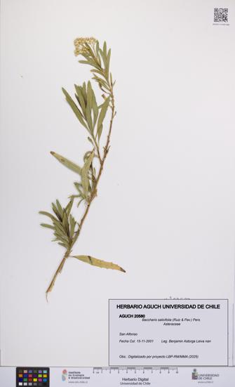 Baccharis salicifolia [Espécimen: UCH:AGUCH:0020580]